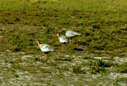 21 - Large birds near Carmen