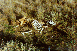 23 - Dead horse between Daniela and Luciana