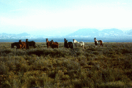 25 - Live horses near Daniela