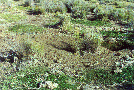 23 - Vizcacha hole near Flavia
